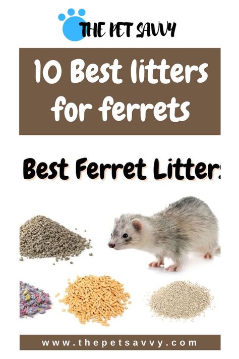 Ferret Diet, Ferret Diy, Cake Chart, Ferrets Care, Ferret Cage, List Of Things, Little Critter, Useful Tips, Ferret