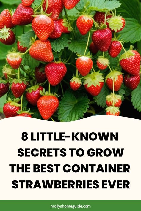 Discover the secrets of growing strawberries in containers with our easy-to-follow guide! Learn how to create the perfect environment for your strawberries to thrive, right on your own patio or balcony. Follow our step-by-step instructions and tips for caring for your container-grown strawberries from planting to harvest. Whether you're a gardening enthusiast or just starting out, this tutorial will help you achieve a bountiful strawberry harvest in any space. Start growing your own delicious an Growing Strawberries From Scraps, Strawberry Container Garden, Strawberry Plants In Containers, Container Strawberries, Strawberry Board, Strawberry Plant Care, Grow Strawberries In Containers, Potted Strawberry Plants, Growing Strawberries Indoors