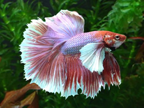 Dumbo Ear Halfmoon Betta (Male)  Price: 17.96 GBP (Worldwide Shipping)  https://diapteron.co.uk/product/dumbo-ear-halfmoon-betta-male/  #betta #dumbo #ear #halfmoon #male #splendens  #shrimp Dumbo Ear Betta, Fish Types, Dumbo Ears, Koi Betta, Betta Fish Types, Fish Tropical, Guppy Fish, Discus Fish, Pink Fish