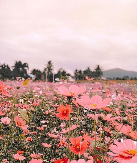 Finding the most inspiration in this incredible photo that @readysetkho posted in #dspink - this dreamy flower field in Thailand is all my… Pink Aesthetic Pictures, Flower Field Aesthetic, Field Aesthetic, Spring Aesthetic, Nature Aesthetic, Flower Images, Flower Field, Love Flowers, 그림 그리기