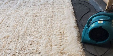 DIY cleaning a shag rug can be a challenge. We outline the safest techniques for taking care of your fluffy shags and restoring their original beauty. How To Clean Shag Area Rug, Clean A Shag Rug, Clean Shag Rug, White Fluffy Rug, Area Rugs Diy, Cleaning Area Rugs, White Shag Rug, Shag Carpet, Rug Cleaner