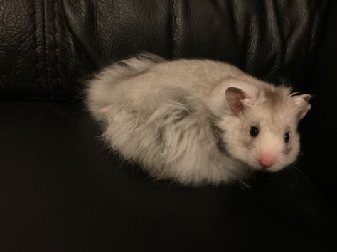 This is teddy my 12 week old silver grey long haired Syrian hamster. He is my heart hamster xx Long Haired Syrian Hamster, Fancy Hamster, Hamster Photo, Long Haired Hamster, Teddy Hamster, Hamster Species, Adorable Hamsters, Bear Hamster, Hamster Cages