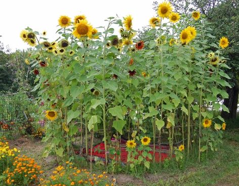 Two Men and a Little Farm: SUNFLOWER HOUSE, INSPIRATION THURSDAY Frugal Gardening, Sunflower House, Beds Diy, Growing Sunflowers, Play Garden, House Country, House Simple, House Backyard, Sunflower Garden