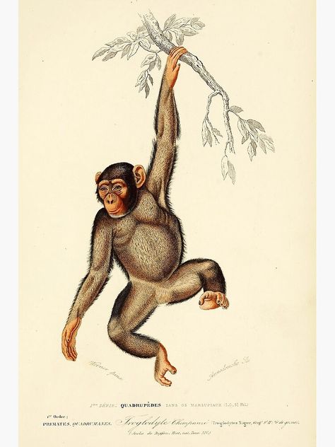 "Vintage French biology illustration - Quadrupeds Chimpanzee" Poster by Gardenlibrary | Redbubble Biology Illustration, Science Illustration, Scientific Illustration, Primates, Concert Posters, Vintage French, Buy Vintage, Graphic Design Illustration, Biology