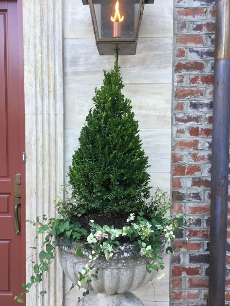 Boxwood Trees In Planters, Shrubs In Planters Front Doors, Front Door Container Plants, Urn Planters Ideas, Boxwood Planters Front Porches, Planted Urns, Front Porch Urns Planters, Potted Boxwood With Flowers, Plants In Urns Front Doors