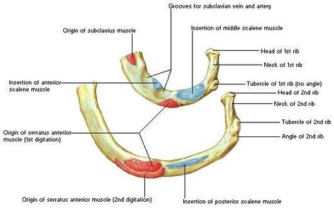 Ribs : Anatomy,Types,Ossification & Clinical Significance » How To Relief Ribs Anatomy, Thoracic Cage, Muscle System, First Rib, Anatomy Bones, One Line Quotes, Muscle Anatomy, Anatomy For Artists, Endocrine System