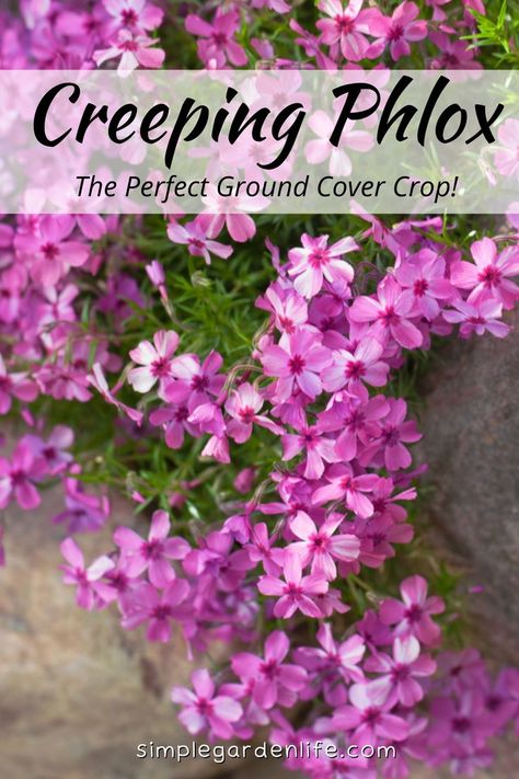 Plants Lining Sidewalk, Crawling Flowers Outdoor, Trailing Plants For Shade, Cascading Perennial Plants, Cascading Ground Cover, Moss Phlox Garden, Creeping Flox Perennials, Ground Cover Flowers Full Sun, Landscape Ground Cover Ideas