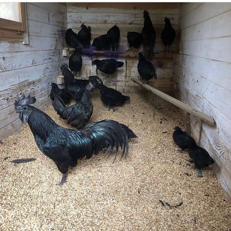 Black Farm Animals, Ayam Cemani Chicken, Ayam Cemani, Rooster Breeds, Automatic Chicken Coop Door, Black Chicken, Chicken Barn, Fancy Chickens, Black Chickens