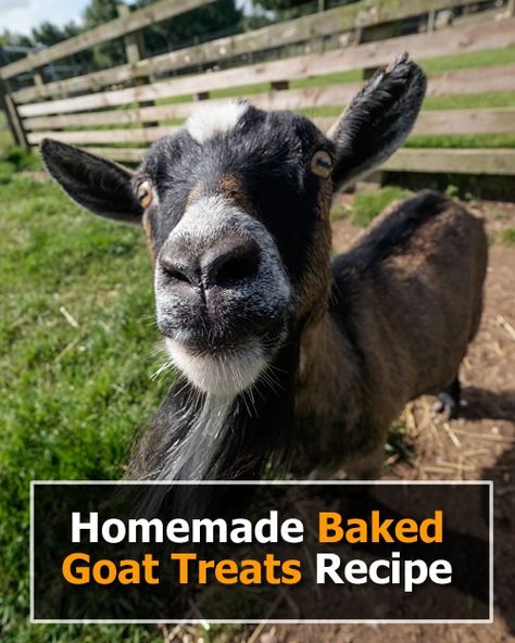 Homemade Baked Goat Treats Recipe - ready in 20 minutes... #goats #goattreats #treats #homestead #homesteading Goat Treats Recipes Homemade, Goat Treats Recipes, Homemade Goat Treats, Goat Stalls, Peanut Butter Dog Treats Homemade, Backyard Livestock, Goat Treats, Apartment Homestead, Goat Keeping