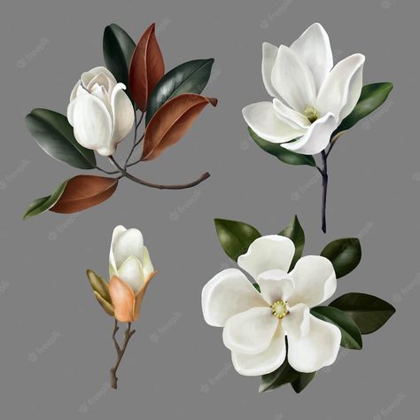 Flori Fondant, Magnolia Tattoo, Lilly Flower, Flower Icons, Flower Circle, Magnolia Leaves, Flower Sketches, Leaf Drawing, Botanical Decor