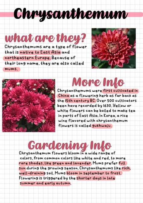 Digital/Handwriten red / pink Chrysanthemum / mum notes using software and various materials, perfect for references and various other.. things. Chrysanthemum Meaning, Pretty Flowers Pictures, Plant Notes, Flower Guide, Flower Meanings, Nothing But Flowers, Chrysanthemum Flower, Flower Therapy, Flower Names