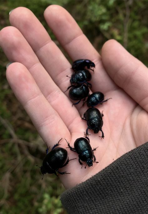 Bugs Aesthetic, Beetle Aesthetic, Forest Insects, Bug Aesthetic, Forest Bugs, Dung Beetle, Bug Collection, Cool Bugs, Beetle Bug