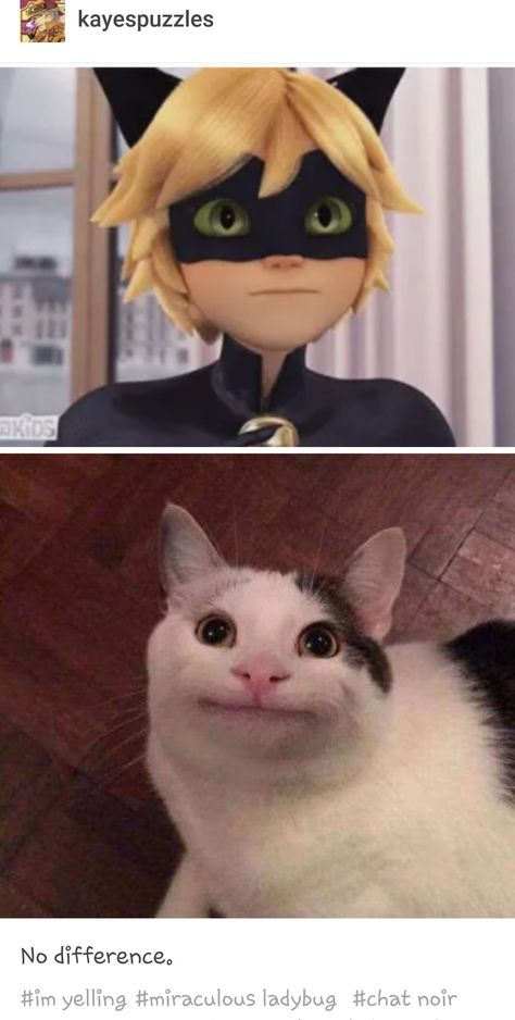 Funny Cat Noir, Cat Noir Wallpaper, Funny Miraculous, Noir Wallpaper, Miraculous Memes, Ladybug And Cat Noir, Miraculous Ladybug Oc, Miraculous Ladybug Memes, Miraculous Ladybug Fanfiction