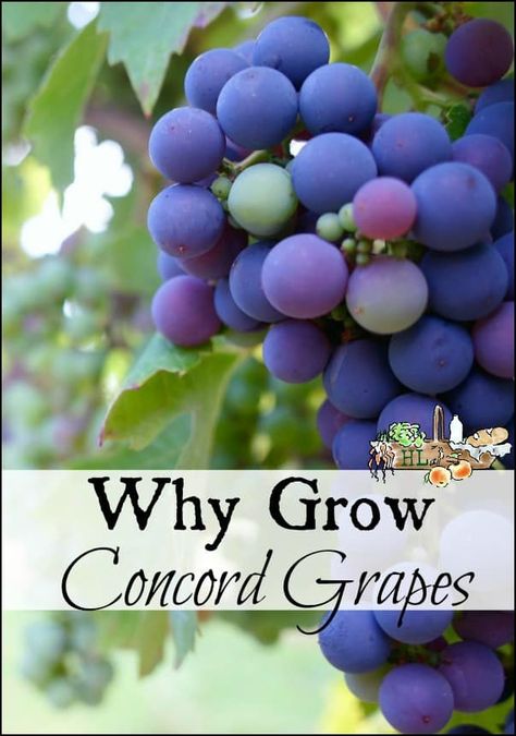 Growing Concord Grapes, Concord Grapes Growing, Concord Grape Trellis Ideas, Grapes Growing, Blueberry Gardening, Summer Planting, Concord Grapes, Grape Growing, Chocolate Tarts