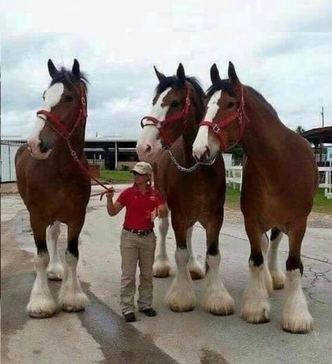 Polar Bear Paw, Horses Funny, Giant African Land Snails, Largest Horse Breed, Percheron Horses, Funny Horse Videos, Creepy Animals, Shire Horse, Clydesdale Horses