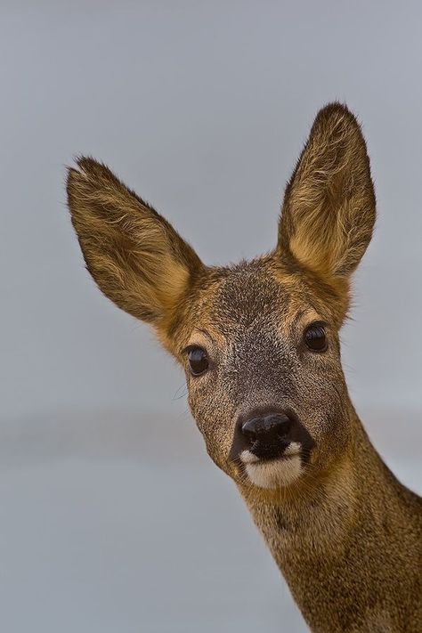 Whitetail Deer Pictures, Hirsch Silhouette, Water Deer, Male Deer, Deer Species, Deer Photos, Deer Pictures, Deer Illustration, Roe Deer