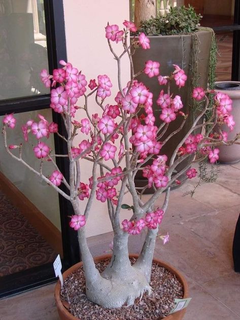 Adenium Plant, Desert Rose Care, Flowering Bonsai, Flowering Bonsai Tree, Desert Rose Plant, Plant Goals, Adenium Obesum, Budget Garden, Unusual Plants