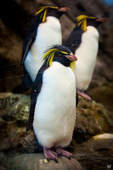 Northern Rockhopper Penguins at the Calgary Zoo Northern Rockhopper Penguin, Macaroni Penguin, Galapagos Penguin, Rockhopper Penguin, Penguin Coloring Pages, Penguin Coloring, Wild Animals Photography, Penguin Love, Crustaceans