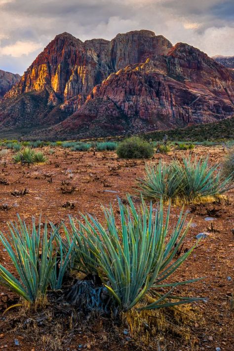 Red Rock Canyon Cloudy Morning Day Break⁠ Thx for following and sharing. Purchase Prints | Calendars | Merchandise at my website. ------------⁠ #RedRock #Canyon #RedRockCanyonNationalConservationArea #LasVegas #Nevada #NV #Mountain #Outdoors #Cliff #Desert #Sunrise #Calico #Sandstone #DesertScape #RockClimbing #Recreation #Travel #Explorer #Destination #Adventure #Nature ⁠#Preservation #Camping #Hiking #HikingTrail #Photography #Landscape #RockClimber #canyons #Tourism #photo #landscape Red Rock Nevada, Real Estate Commercial, Cloudy Morning, Desert Sunrise, Red Rock Canyon, Rock Climbers, Cactus Art, Incredible Places, Red Rock