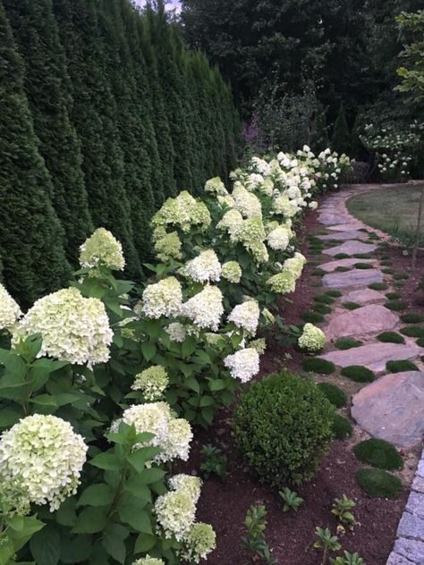 Hydrangea Along House, Flower Bed With Hydrangeas, Lime Hydrangea Landscaping, Lime Light Hydrangea Landscaping, Little Lime Hydrangea Landscaping, Hydrangeas Backyard, White Hydrangea Landscaping, Arborvitae And Hydrangea Landscaping, Limelight Hydrangea Landscaping