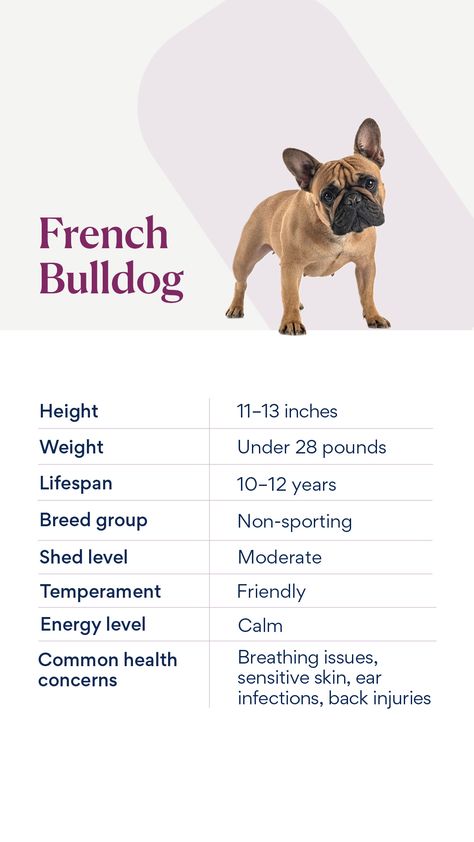 French Bulldogs, or “Frenchies,” are easygoing, happy little dogs that make loving companions. Their good-natured temperament, bright personality, and compact size have made them become one of the most popular dog breeds in the U.S. Learn more in our breed profile on PetMD.  #frenchbulldog #frenchie #dogbreeds #dogbreed Bright Personality, Popular Dog Breeds, Most Popular Dog Breeds, French Bulldog Puppies, Popular Dog, Pet Stuff, French Bulldogs, Bulldog Puppies, Little Dogs