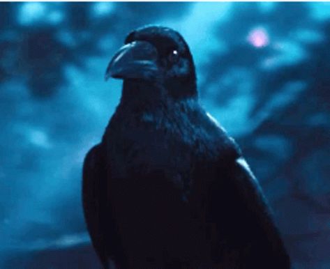 Crow Gif, Fly Gif, Crow Flying, Welcome Gif, Cemetery Art, Edit Ideas, Wolverine Marvel, Image Notes, Aesthetic Gif