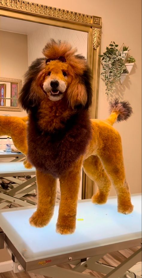 Poodle Dyed Fur, Giraffe Dog Dye, Poodle Lion Haircut, Giraffe Dog Grooming, Creative Poodle Grooming, Poodle Dyed Hair, Lion Cut Dog, Dog Hair Dye Ideas, Dog Hairstyles