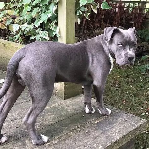 https://www.thegoodypet.com/wp-content/uploads/2022/02/How-Big-Do-Blue-American-Bulldogs-Get.webp Grey Bulldog English, Blue American Bulldog, Big Bulldog, Character Moodboard, American Bulldogs, American Bulldog, Blue Dog, English Bulldog, Insta Fits