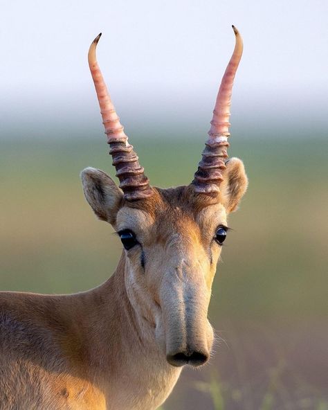 Saiga Antelope, Aesthetic Wildlife, Pink Tips, Tattoo Nature, Living Fossil, Wild Animals Photography, Bbc Earth, Animals Photography, Portrait Series