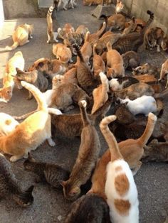 Cat Rules, Small Islands, Beautiful Cats, Cat Islands, Aoshima Islands, Islands Japan, Japan Islands, Japanese Islands, Animal Aoshima Island, Cat Island Japan, Japanese Island, Cat Island, Funny Cat Compilation, Cats Rule, Japanese Cat, Cute Kitten Gif, Funny Cats And Dogs