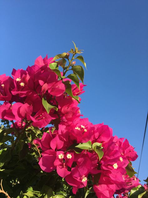 #floorplan #flowers #bougainvillea #aesthetic #art #garden #gardening #gardendesignideas #photography #photooftheday #photo #wallpaper #pink Bougainvillea Aesthetic, Bougainvillea Flower, Pink Bougainvillea, Wallpaper Pink, Art Garden, Bougainvillea, Cute Little Things, Photo Wallpaper, Garden Projects