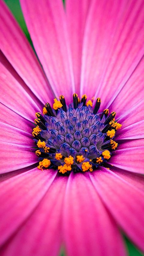 #osteospermum #cape #africandaisy #petals #flower #floral #blooming #capetown #macro #photography #details #closeup #zoomin #plant #nature #outdoors #summer #purple #pink #yellow #vibrant #vivid #texture #patterns #fresh #beautiful #background #wallpaper Flower Closeup Photography, Unique Flower Photography, Flowers Close Up, Flower Photography Ideas, Macro Flower Photography, Colourful Nature, Macro Photography Nature, Photography Details, Macro Photography Flowers