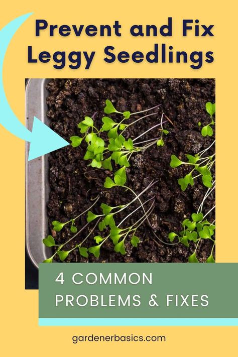 leggy seedlings in container Lettuce Seedlings, Leggy Seedlings, Indoor Seed Starting, Plants From Seeds, Growing Plants From Seeds, Gardening Herbs, Herbs Plants, Gardening Guide, Seed Starting Mix