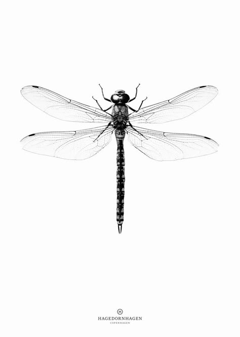 Dragonfly Pictures, Dragonfly Poster, Dragonfly Illustration, Dragonfly Drawing, Dragonfly Painting, Dragonfly Tattoo Design, Geniale Tattoos, Dragonfly Art, Dragonfly Tattoo