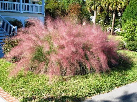 Muhlenbergia capillaris Landscape Grasses, Flowers September, Muhlenbergia Capillaris, Colorado Landscaping, Ornamental Grass Landscape, Pink Muhly, Plants Names, Land Scaping, Front Lawn Landscaping