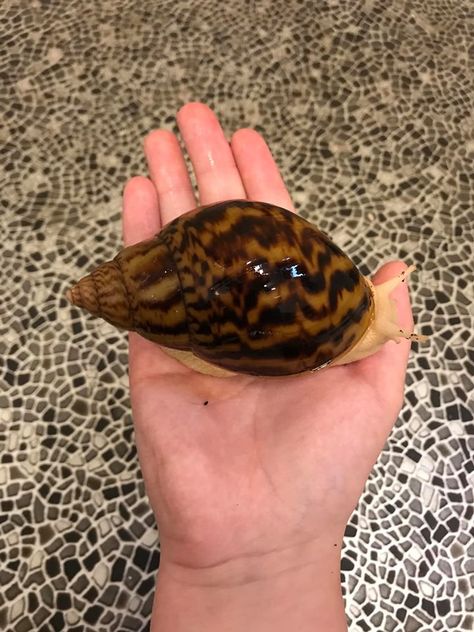 Giant African Land Snails, Giant Snail, Pet Snails, Most Beautiful Animals, Arthropods, Favorite Animals, Trafalgar Law, Nature Garden, Like Animals