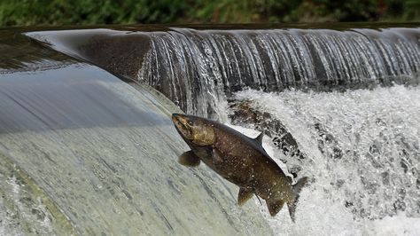 Canada may be home to 20 per cent of the world's freshwater, but there is no national system to collect or share information about the health and quality of Canada's watersheds, according to a new national assessment of Canada's rivers. Ikan Salmon, Air Tawar, Poems Beautiful, Nice View, Idaho, Assessment, Fresh Water, Toronto, Health