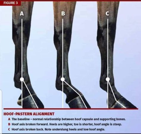 Horse Biomechanics, Hoof Boots, Horse Hooves, Horse Age, Equine Massage, Horse Hoof, Horse Information, Healthy Horses, Horse Care Tips