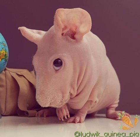 Bald Guinea Pigs, Hairless Hamster, Hairless Guinea Pigs, Pet Pig House, Hairless Animals, Hairless Rat, Guinea Pig Clothes, House Hippo, Ugly Animals