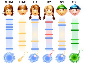 A BRIEF TOUR OF DNA FINGERPRINTING | SCQ Dna Profiling, Biotechnology Notes, Dna Replication Model, Dna Lesson, Dna Activities, Dna Drawing, Dna Artwork, Dna Facts, Dna Fingerprinting