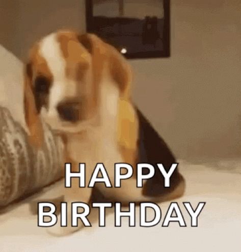 Excited Dog GIF - Excited Dog Puppy - Discover & Share GIFs Happy Birthday Dog Lover Funny, Happy Birthday Dog Gif, Birthday Animated Gif, Puppies Gif, Funny Happy Birthday Pictures, Excited Dog, Happy Birthday Dog, Dog Animation, Birthday Dog