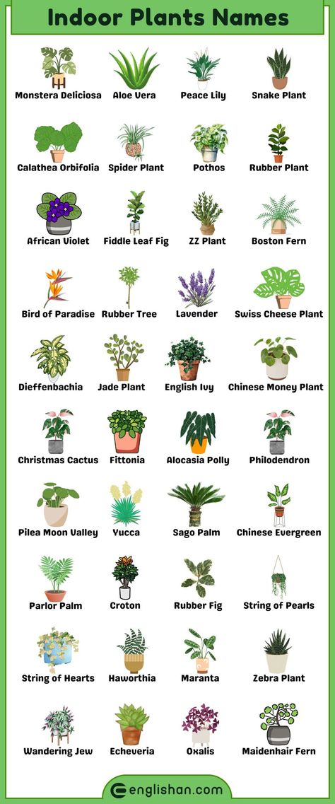 Learn Indoor Plants Names with Pictures Non Flowering Plants With Names, Plants And Their Names, Types Of Indoor Plants, Indoor Plants Names, Word Dictionary, Plants Names, Different Types Of Plants, Picture Vocabulary, Plant Types