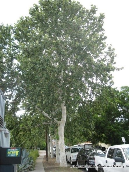 Mexican Sycamore- Platanus mexicana Mexican Sycamore Tree, Spring Backyard, Plants Tips, Texas Garden, Vintage Bathroom Tile, Luxury Garden Furniture, Modern Bathroom Interior, Identify Plant, Sycamore Tree