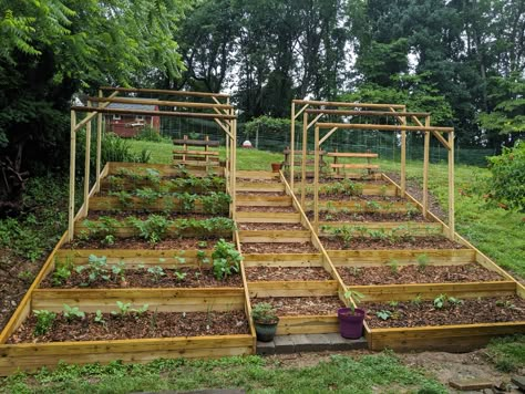 Terraced Vegetable Garden, Terraced Garden, Sloped Backyard Landscaping, Hill Garden, Hillside Garden, Sloped Backyard, Vegetable Garden Planning, Tiered Garden, Hillside Landscaping