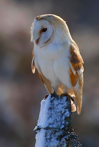 Snow City, Winter Mood, Owl Photos, Owl Pictures, Beautiful Owl, Animale Rare, Owl Lovers, Owl Bird, Snowy Owl