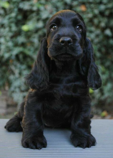 Cockaspaniel Puppies, Black Spaniel, Funny Sounds, Black Cocker Spaniel, Cocker Spaniel Puppies, Cocker Spaniel Dog, English Cocker, English Cocker Spaniel, Cocker Spaniels