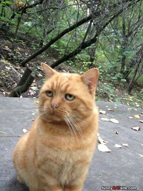 Annoyed Cat, Animal Groups, Orange Cats, Old Cats, Orange Tabby, Ginger Cats, Funny Cat Pictures, Cutest Thing Ever, Cats Meow