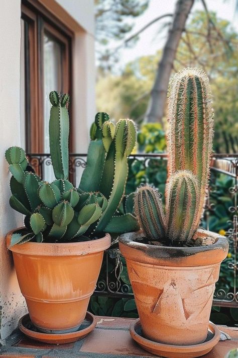 Cactus Plants Indoor, Pots In Garden, Plant Garden Ideas, Garden Ideas Decoration, Potted Plant Garden, Cactus Farm, Decoration Plants, Cactus House Plants, Plants For Garden