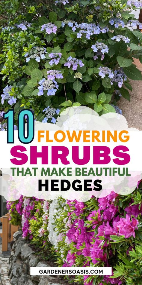 Regardless of whether you want a gorgeous flowering hedge to grow in the sun or the shade, you'll find ideas for flowering bushes that are perfect for your yard. Blooming Evergreens, Hedge Plants Landscaping Ideas, Camellia Hedge, Lilac Hedge, Evergreen Bushes, Flowering Hedge, Bridal Wreath Spirea, Flower Hedge, Sonic Bloom