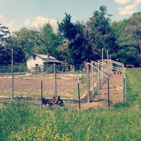 Chicken Coop Near Garden, Chicken Moat Around Garden, Chicken Run Around Garden, Chicken Runs Around Garden, Chicken Moat, Chicken Fence, Deer Fence, Chicken Run, Chicken Garden